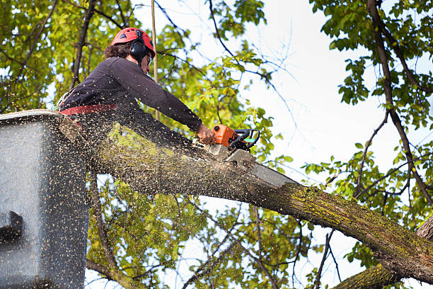 Best Root Management and Removal  in Woodcliff Lake, NJ